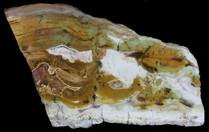 Strelley Pool Stromatolite Fossil - Billion Years #39037